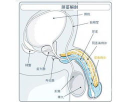 阳痿