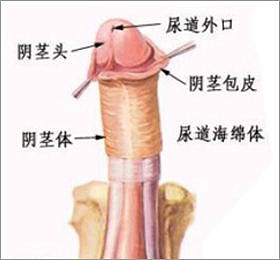 包皮过长