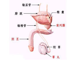 睾丸炎