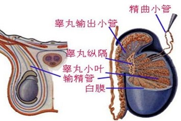 患了龟头炎会出现什么并发症